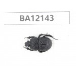 Geotrupidae sp. China, Yunnan, Xiangerila, Weixi county. 1Pcs. BA12143.