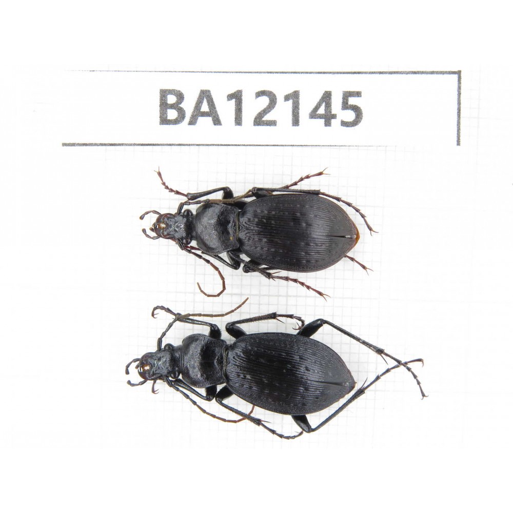 C.pseudolatipennis. China,  Shanxi, Xian, Zhouzhi county. 1P. BA12145.