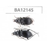C.pseudolatipennis. China,  Shanxi, Xian, Zhouzhi county. 1P. BA12145.
