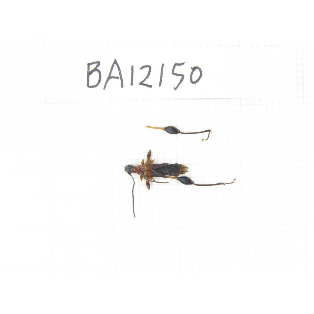 Cerambycidae sp. China, Hunan, Zhuzhou, Youxian county. 1Pcs. BA12150.