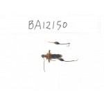 Cerambycidae sp. China, Hunan, Zhuzhou, Youxian county. 1Pcs. BA12150.