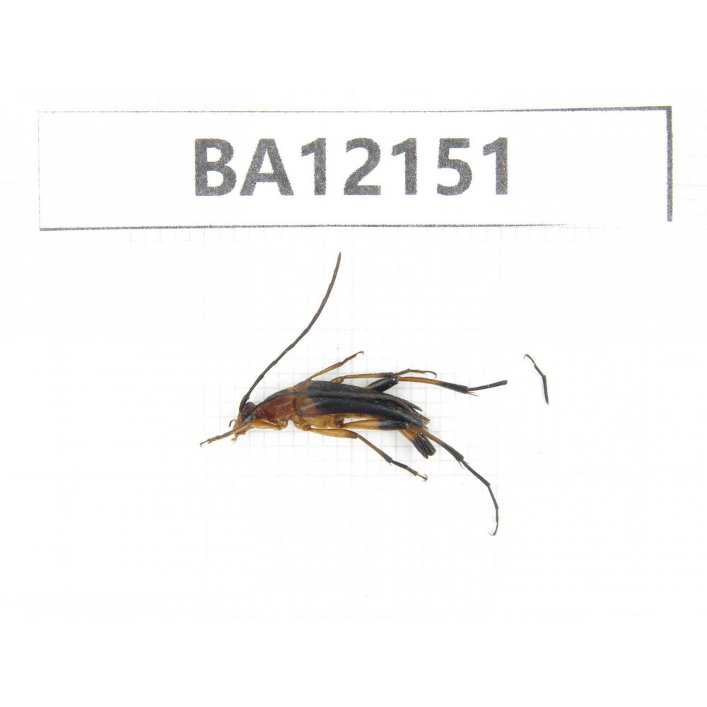 Cerambycidae sp. China, Hunan, Zhuzhou, Youxian county. 1Pcs. BA12151.
