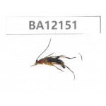 Cerambycidae sp. China, Hunan, Zhuzhou, Youxian county. 1Pcs. BA12151.