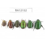 Rutelidae sp. China, Hunan, Zhuzhou, Youxian county. 6Pcs. BA12152.