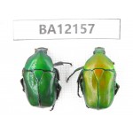 Cetoniidae sp. China,Hunan, Xiangxi, Guzhang county. 2Pcs. BA12157.