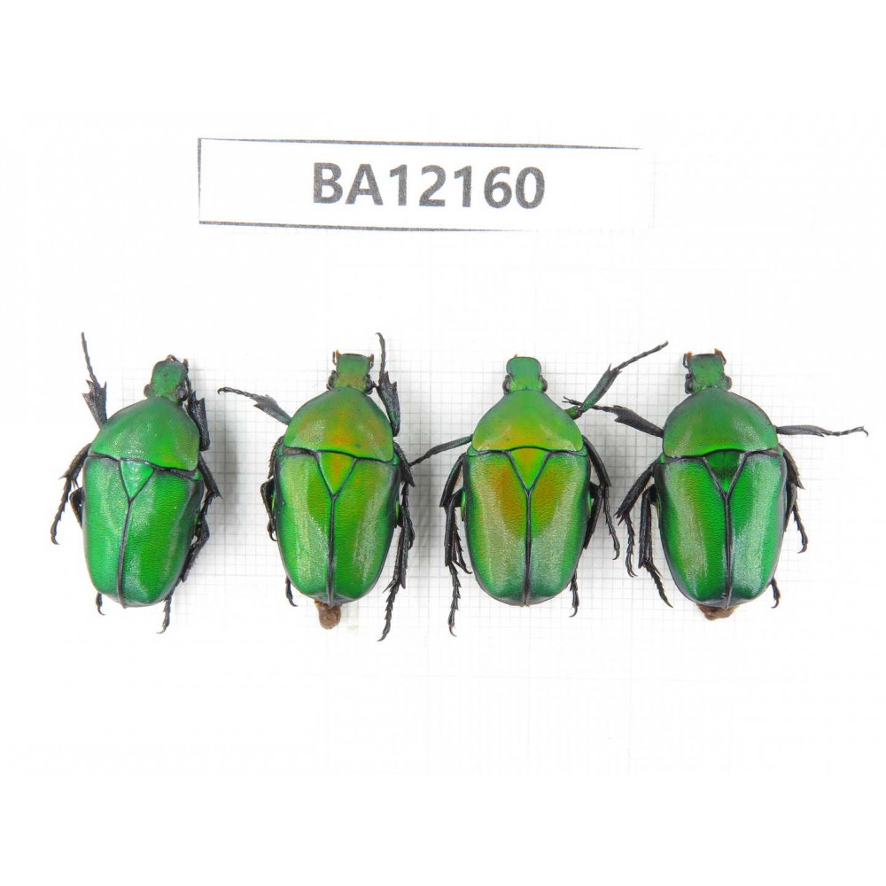Cetoniidae sp. China, Guizhou, Qiandongnan area, Mt.Leigongshan. 4Pcs. BA12160.