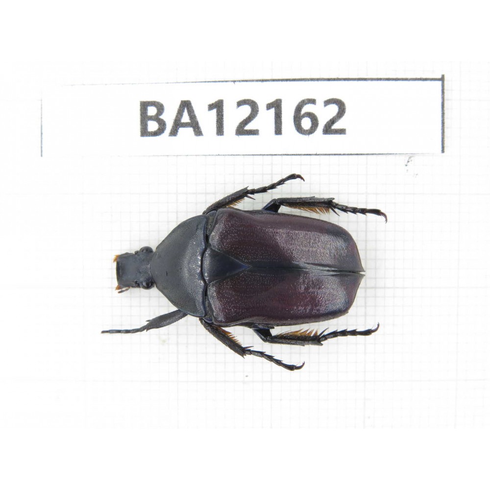 Cetoniidae sp. China, Guizhou, Qiandongnan area, Mt.Leigongshan. 1Pcs. BA12162.