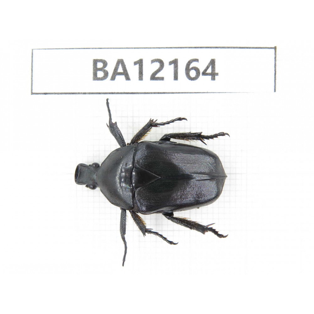 Cetoniidae sp. China, Guizhou, Qiandongnan area, Mt.Leigongshan. 1Pcs. BA12164.