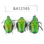 Cetoniidae sp. China, Guizhou, Qiandongnan area, Mt.Leigongshan. 3Pcs. BA12165.