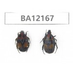 Cetoniidae sp. China, Guizhou, Qiandongnan area, Mt.Leigongshan. 2Pcs. BA12167.