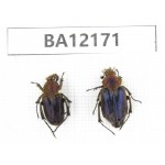 Cetoniidae sp. China, Guizhou, Qiandongnan area, Mt.Leigongshan. 2Pcs. BA12171.
