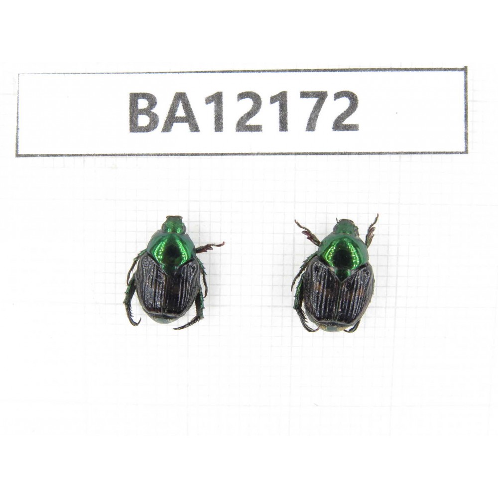 Cetoniidae sp. China, Guizhou, Qiandongnan area, Mt.Leigongshan. 2Pcs. BA12172.