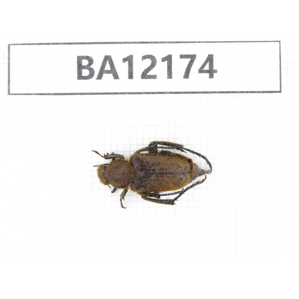 Cetoniidae sp. China, Guizhou, Qiandongnan area, Mt.Leigongshan. 1Pcs. BA12174.