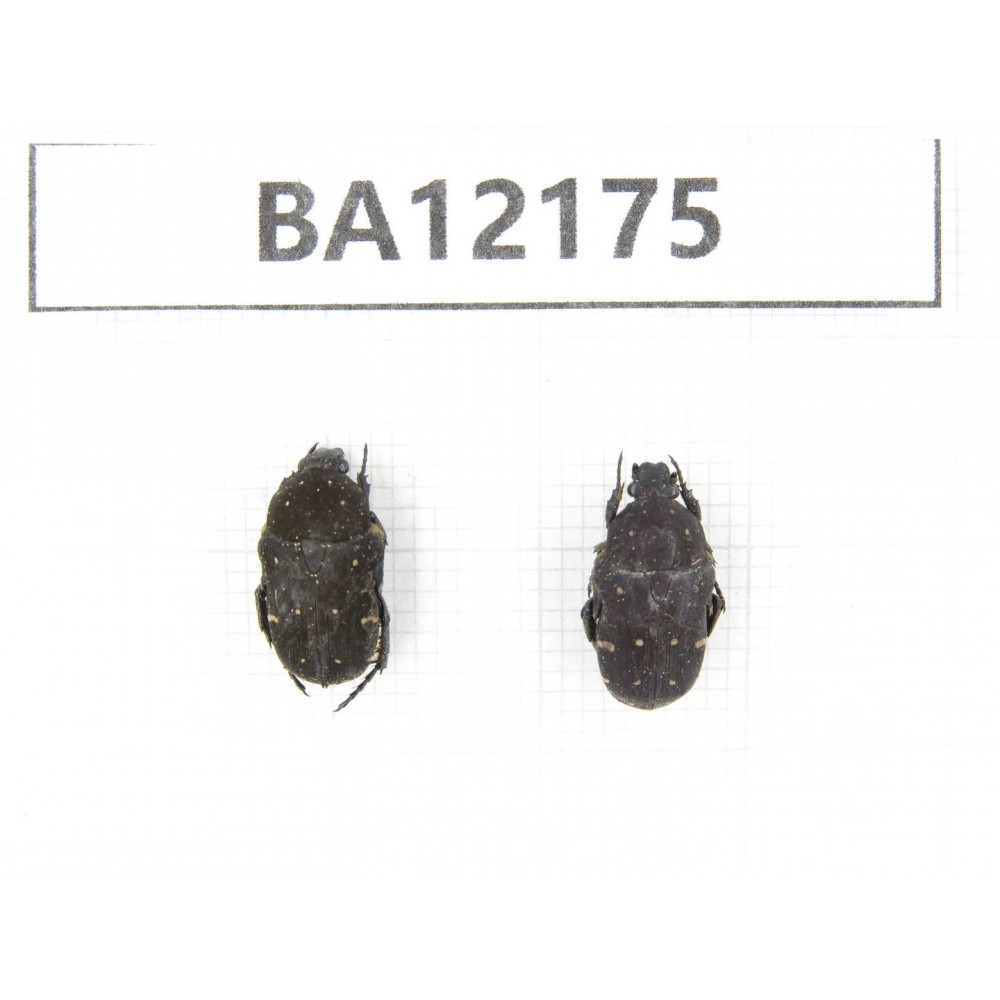 Cetoniidae sp. China, Guizhou, Qiandongnan area, Mt.Leigongshan. 2Pcs. BA12175.