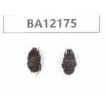 Cetoniidae sp. China, Guizhou, Qiandongnan area, Mt.Leigongshan. 2Pcs. BA12175.