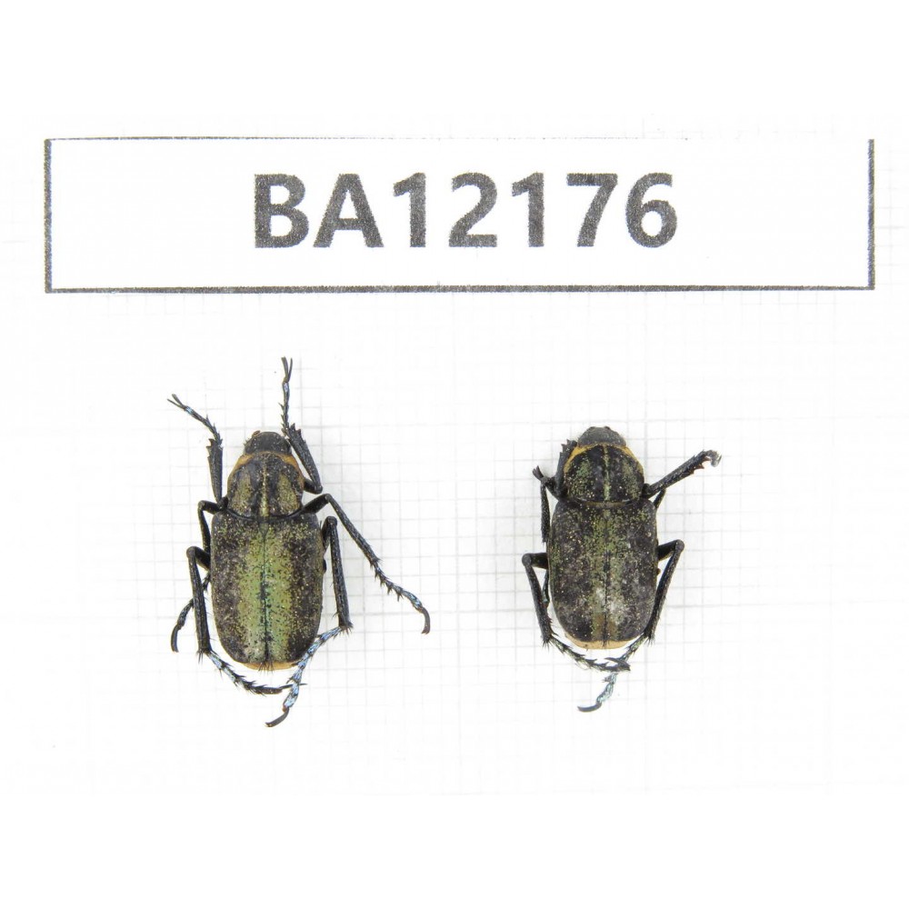 Cetoniidae sp. China, Guizhou, Qiandongnan area, Mt.Leigongshan. 2Pcs. BA12176.