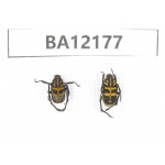 Cetoniidae sp. China, Guizhou, Qiandongnan area, Mt.Leigongshan. 2Pcs. BA12177.