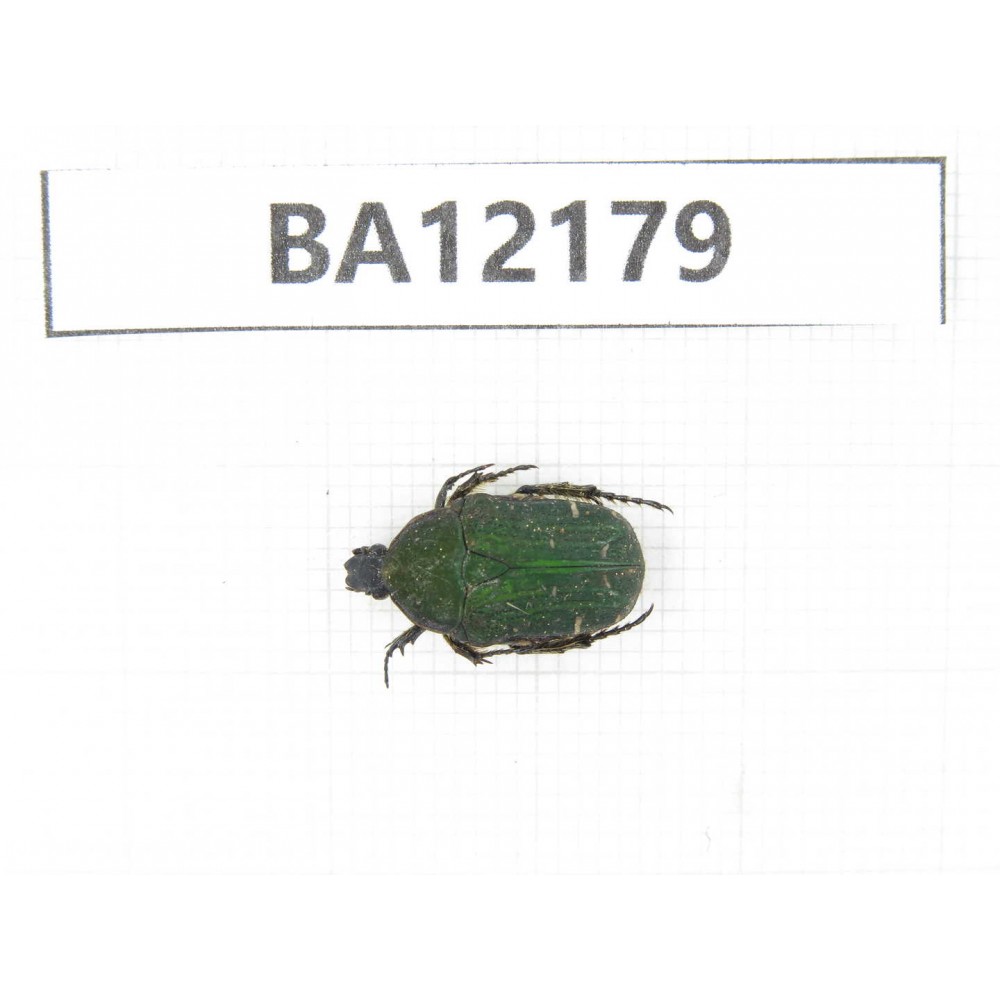 Cetoniidae sp. China, Guizhou, Qiandongnan area, Mt.Leigongshan. 1Pcs. BA12179.