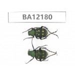 Cetoniidae sp. China, Guizhou, Qiandongnan area, Mt.Leigongshan. 2Pcs. BA12180.