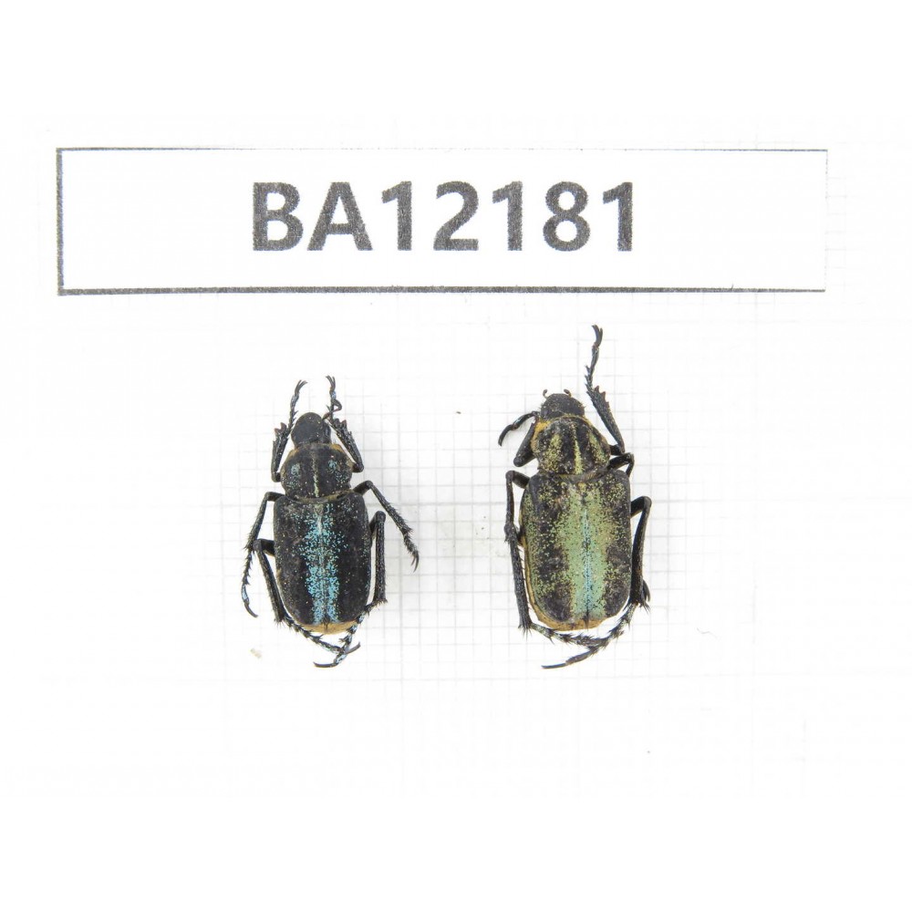 Cetoniidae sp. China, Guizhou, Qiandongnan area, Mt.Leigongshan. 2Pcs. BA12181.