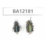Cetoniidae sp. China, Guizhou, Qiandongnan area, Mt.Leigongshan. 2Pcs. BA12181.