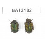 Cetoniidae sp. China, Guizhou, Qiandongnan area, Mt.Leigongshan. 2Pcs. BA12182.