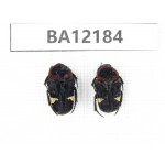 Cetoniidae sp. China, Guizhou, Qiandongnan area, Mt.Leigongshan. 2Pcs. BA12184.