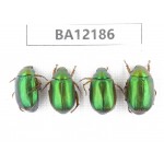 Rutelidae sp. China, Guizhou, Qiandongnan area, Mt.Leigongshan. 4Pcs. BA12186.