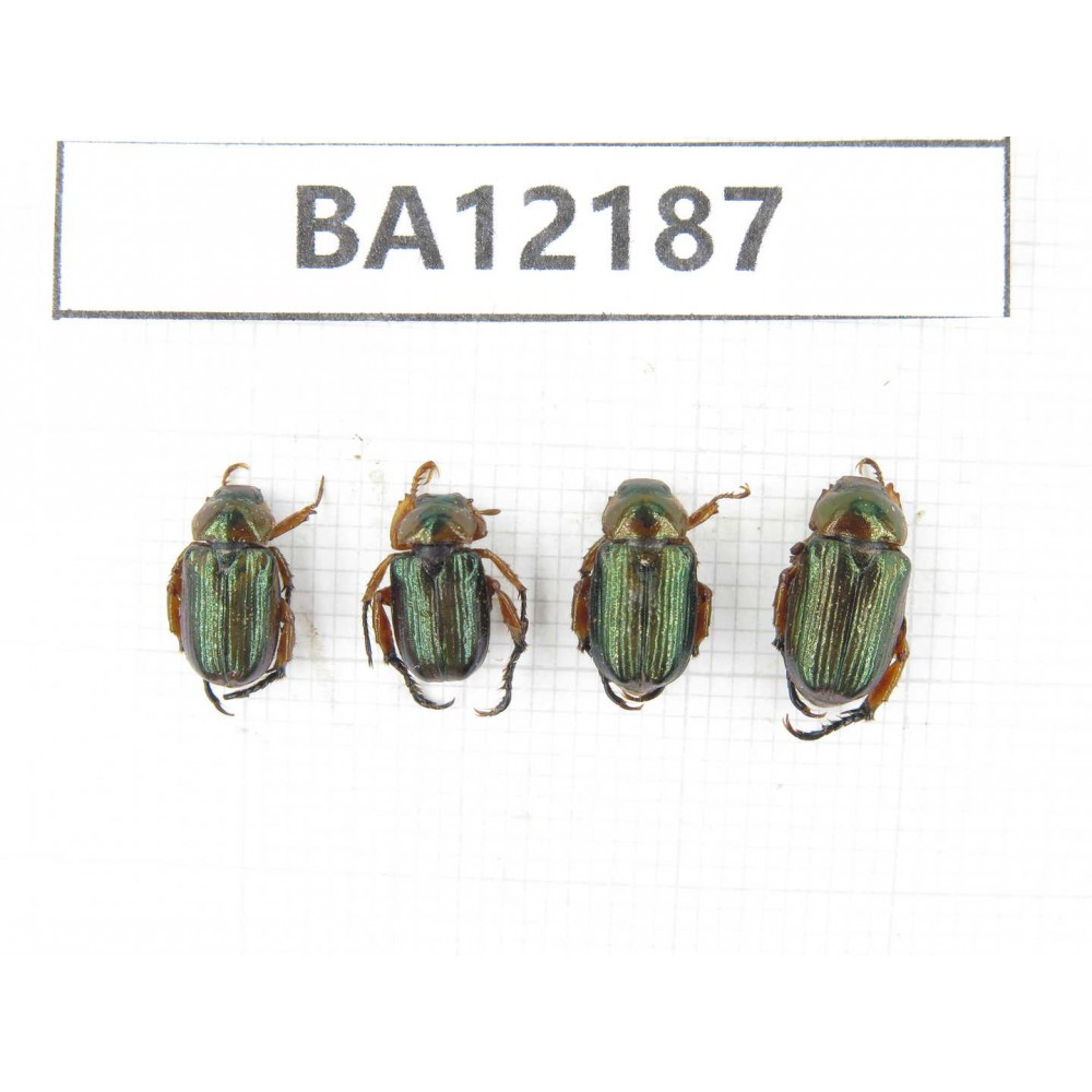 Rutelidae sp. China, Guizhou, Qiandongnan area, Mt.Leigongshan. 4Pcs. BA12187.