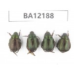 Rutelidae sp. China, Guizhou, Qiandongnan area, Mt.Leigongshan. 4Pcs. BA12188.