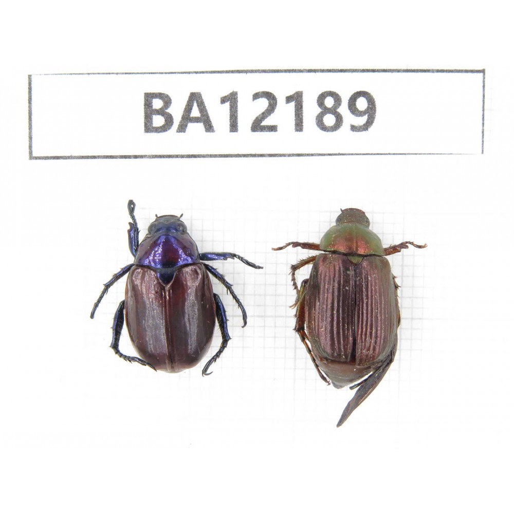 Rutelidae sp. China, Guizhou, Qiandongnan area, Mt.Leigongshan. 2Pcs. BA12189.