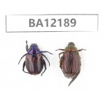 Rutelidae sp. China, Guizhou, Qiandongnan area, Mt.Leigongshan. 2Pcs. BA12189.