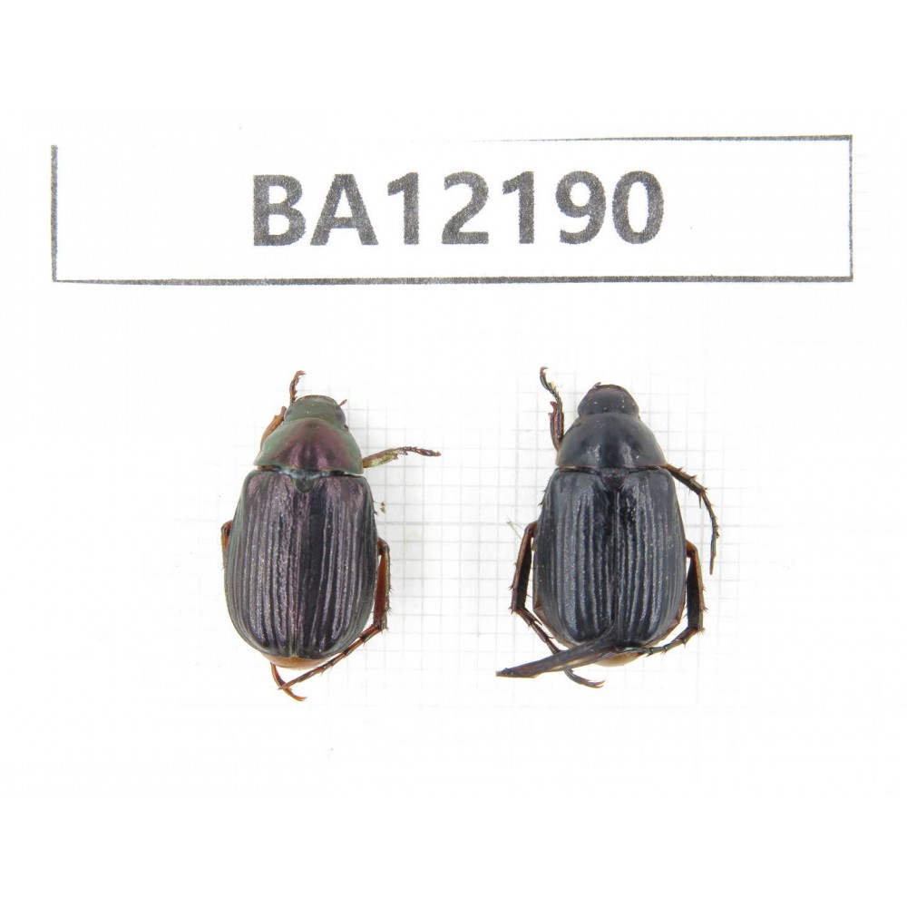 Rutelidae sp. China, Guizhou, Qiandongnan area, Mt.Leigongshan. 2Pcs. BA12190.