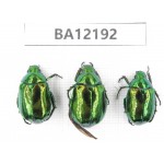 Rutelidae sp. China, Guizhou, Qiandongnan area, Mt.Leigongshan. 3Pcs. BA12192.