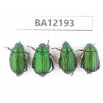 Rutelidae sp. China, Guizhou, Qiandongnan area, Mt.Leigongshan. 4Pcs. BA12193.