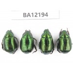 Rutelidae sp. China, Guizhou, Qiandongnan area, Mt.Leigongshan. 4Pcs. BA12194.