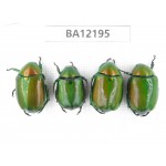 Rutelidae sp. China, Guizhou, Qiandongnan area, Mt.Leigongshan. 4Pcs. BA12195.