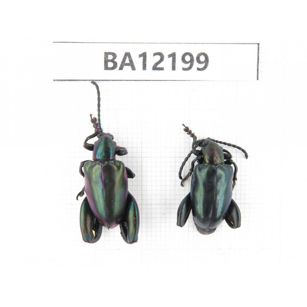 Sagra sp. China, Guizhou, Qiandongnan area, Mt.Leigongshan. 2Pcs. BA12199.