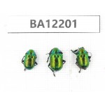 Chrysomelidae sp. China, Guizhou, Qiandongnan area, Mt.Leigongshan. 3Pcs. BA12201.