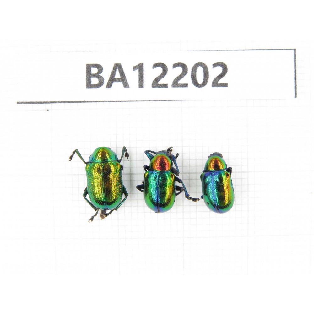 Chrysomelidae sp. China, Guizhou, Qiandongnan area, Mt.Leigongshan. 3Pcs. BA12202.