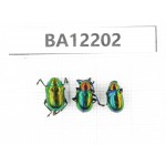 Chrysomelidae sp. China, Guizhou, Qiandongnan area, Mt.Leigongshan. 3Pcs. BA12202.