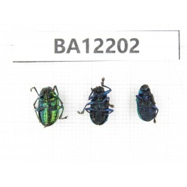Chrysomelidae sp. China, Guizhou, Qiandongnan area, Mt.Leigongshan. 3Pcs. BA12202.
