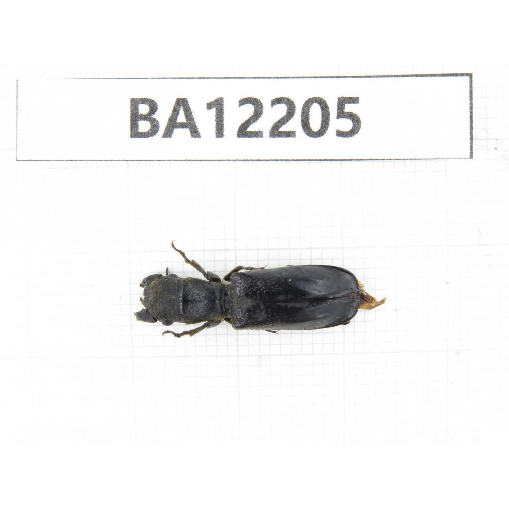 Coleoptera sp. China, Guizhou, Qiandongnan area, Mt.Leigongshan. 1Pcs. BA12205.