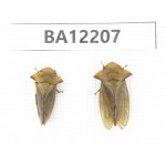 Cercopidae sp. China, Guizhou, Qiandongnan area, Mt.Leigongshan. 2Pcs. BA12207.