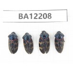 Cercopidae sp. China, Guizhou, Qiandongnan area, Mt.Leigongshan. 4Pcs. BA12208.