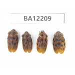Cercopidae sp. China, Guizhou, Qiandongnan area, Mt.Leigongshan. 4Pcs. BA12209.