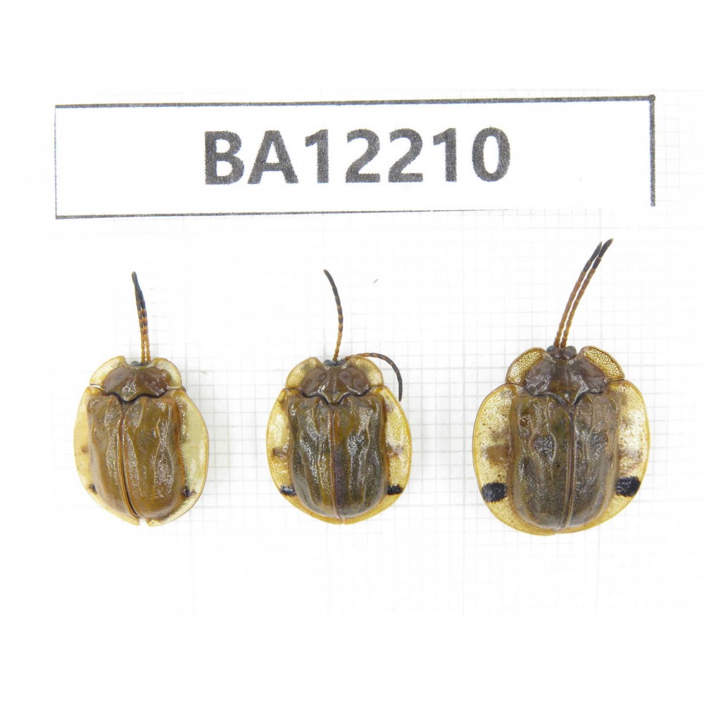 Chrysomelidae sp. China, Guizhou, Qiandongnan area, Mt.Leigongshan. 3Pcs. BA12210.