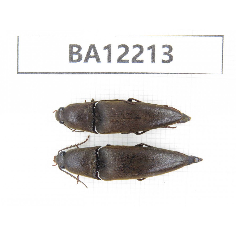Elateridae sp. China, Guizhou, Qiandongnan area, Mt.Leigongshan. 2Pcs. BA12213.