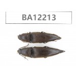 Elateridae sp. China, Guizhou, Qiandongnan area, Mt.Leigongshan. 2Pcs. BA12213.