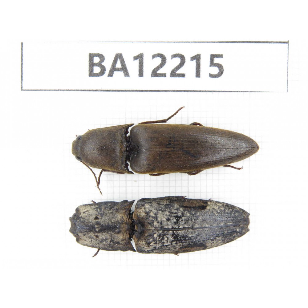 Elateridae sp. China, Guizhou, Qiandongnan area, Mt.Leigongshan. 2Pcs. BA12215.